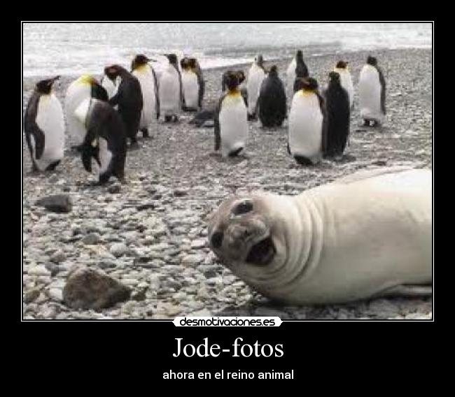 carteles jode-fotos ahora reino animal desmotivaciones