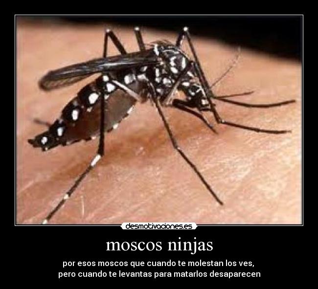 moscos ninjas - por esos moscos que cuando te molestan los ves, 
pero cuando te levantas para matarlos desaparecen