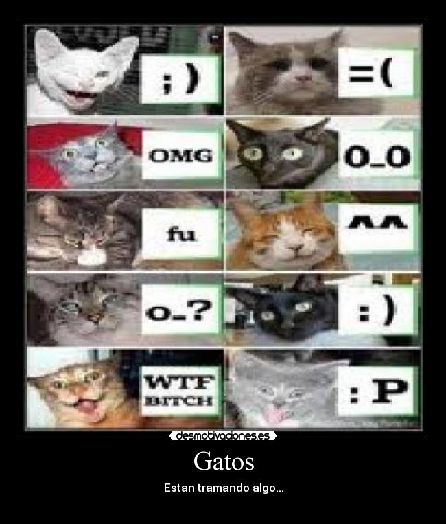 Gatos - Estan tramando algo...
