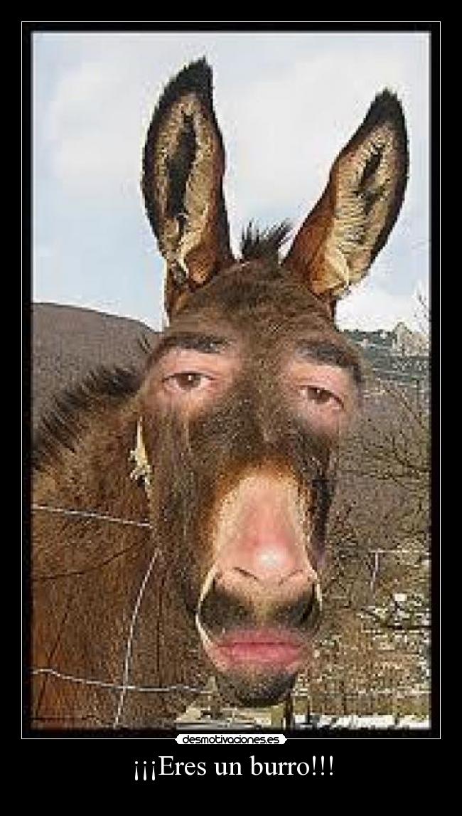 ¡¡¡Eres un burro!!! -