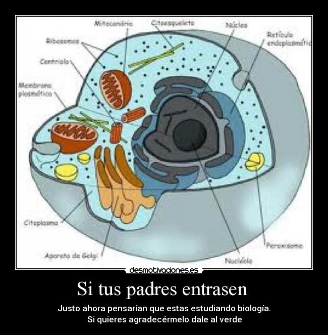 Si tus padres entrasen - Justo ahora pensarían que estas estudiando biología.
Si quieres agradecérmelo dale al verde