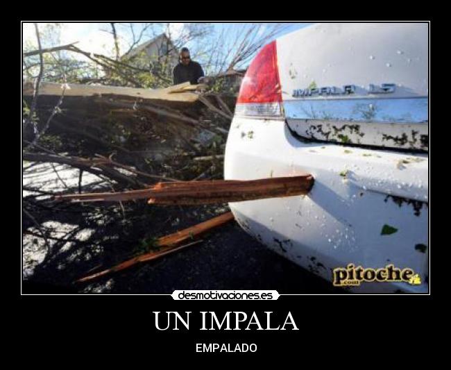UN IMPALA - EMPALADO