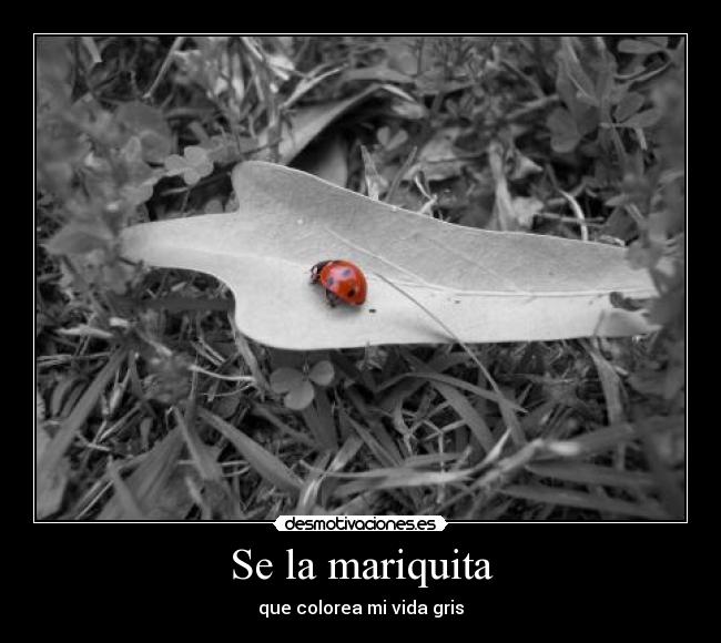 Se la mariquita - que colorea mi vida gris
