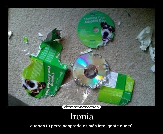 Ironia - cuando tu perro adoptado es más inteligente que tú.