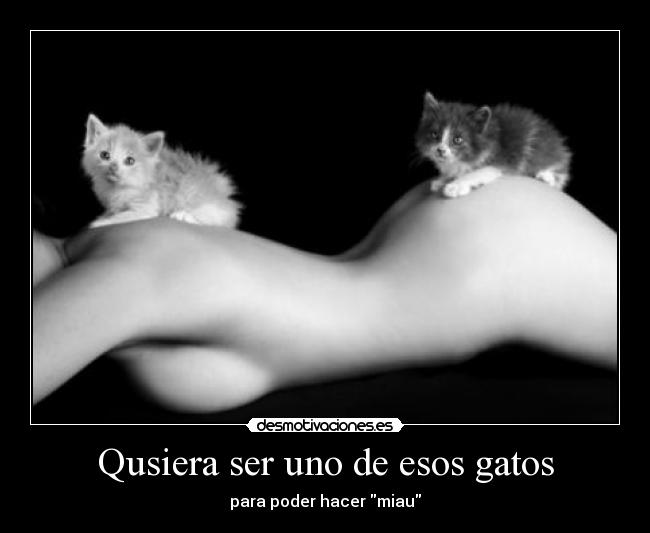 Qusiera ser uno de esos gatos - para poder hacer miau