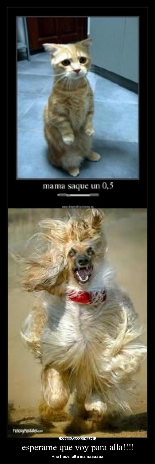 esperame que voy para alla!!!! - +no hace falta mamaaaaaa