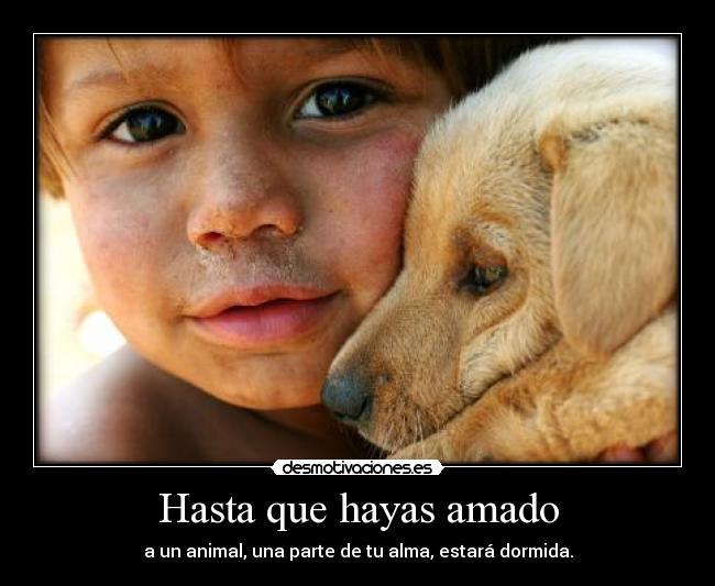 Hasta que hayas amado - a un animal, una parte de tu alma, estará dormida.