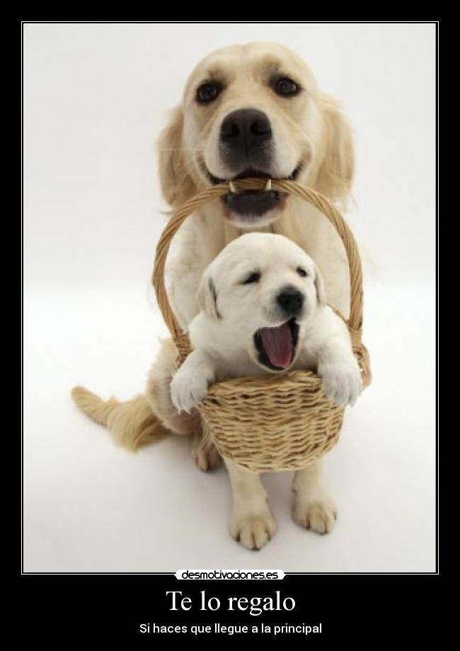 Te lo regalo -