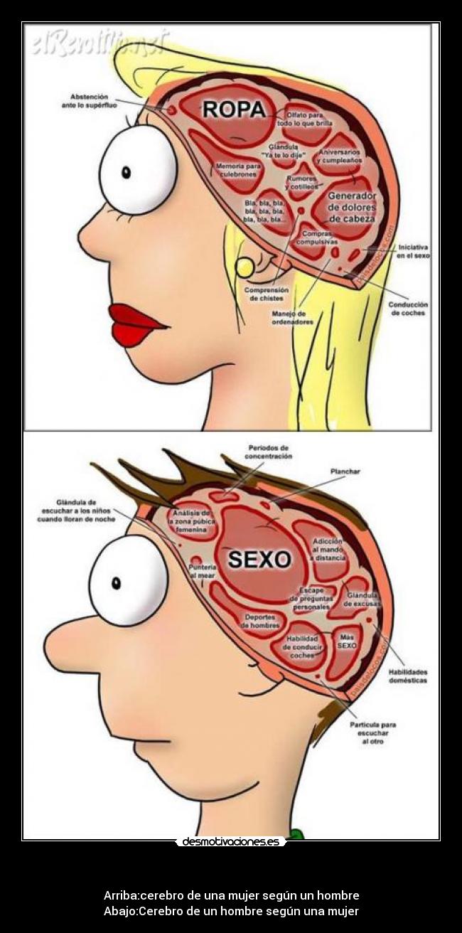 - Arriba:cerebro de una mujer según un hombre
Abajo:Cerebro de un hombre según una mujer
