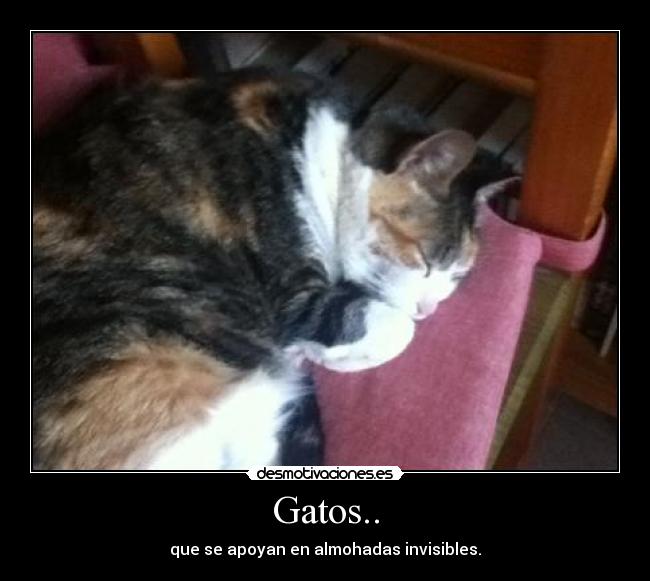 carteles gatos gato desmotivaciones