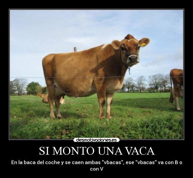 carteles vaca baca desmotivaciones