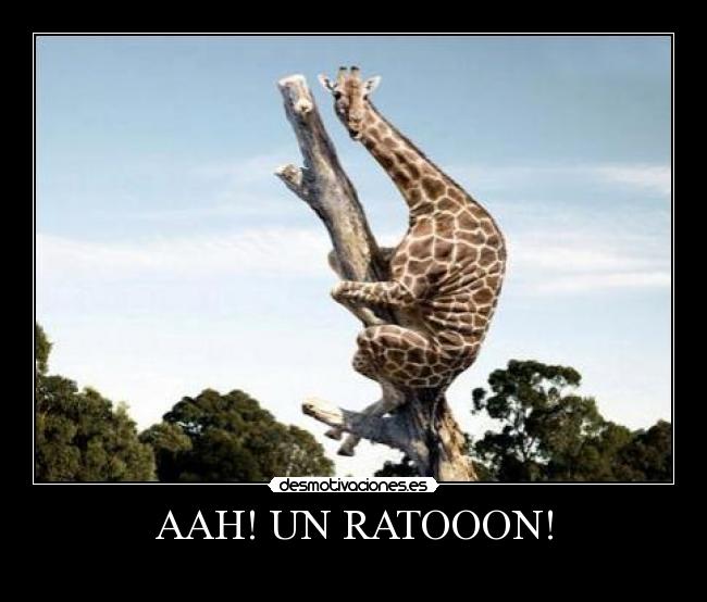 AAH! UN RATOOON! -