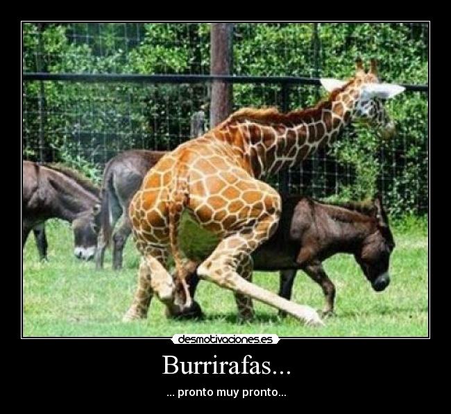 Burrirafas... - ... pronto muy pronto...