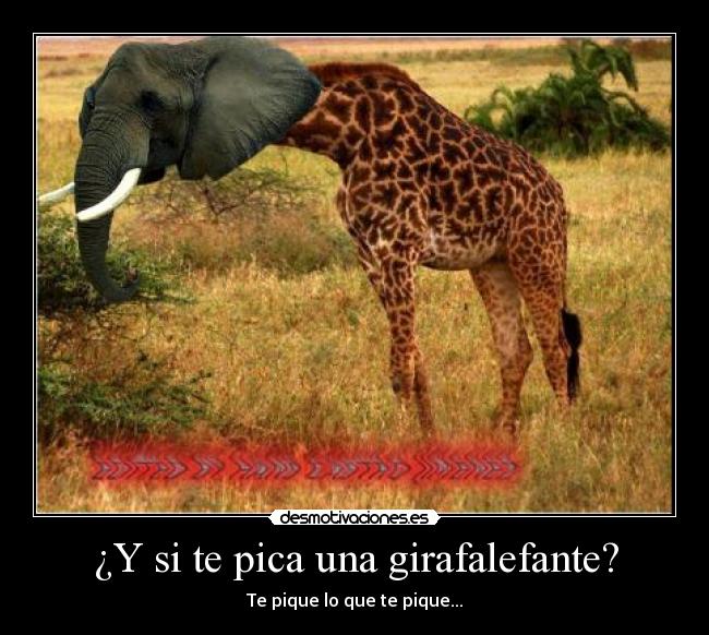 ¿Y si te pica una girafalefante? - Te pique lo que te pique...