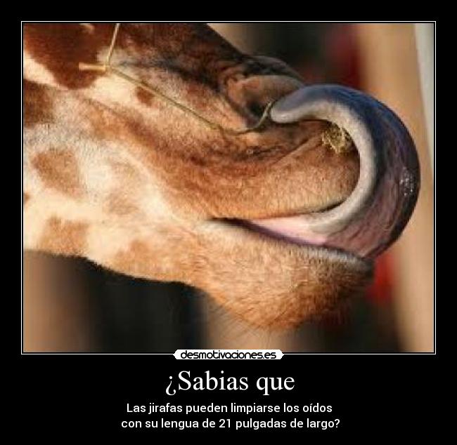 ¿Sabias que - Las jirafas pueden limpiarse los oídos
con su lengua de 21 pulgadas de largo?