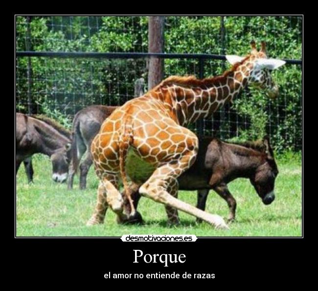 Porque - 