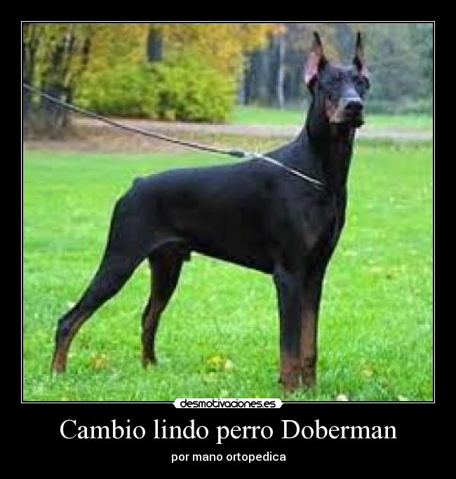 Cambio lindo perro Doberman -