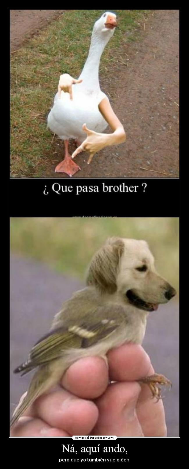 Ná, aquí ando, - pero que yo también vuelo éeh!