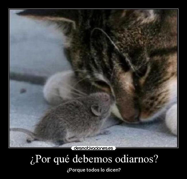 ¿Por qué debemos odiarnos? - ¿Porque todos lo dicen?