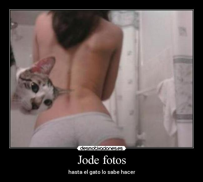 Jode fotos - hasta el gato lo sabe hacer