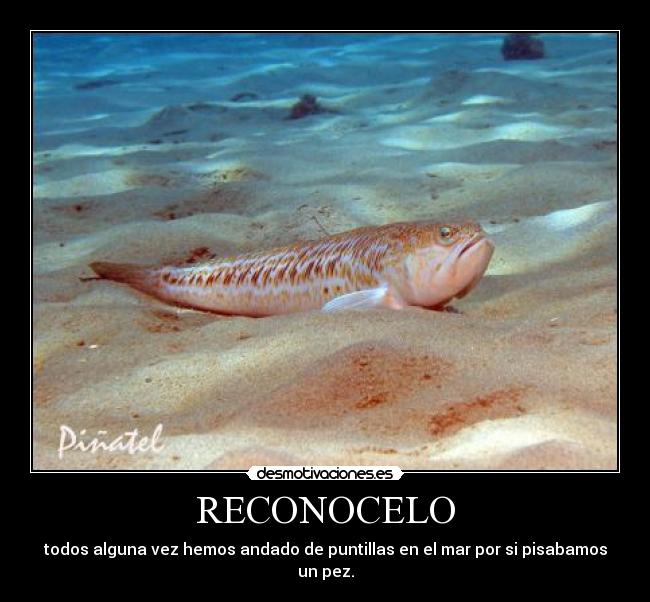 RECONOCELO -