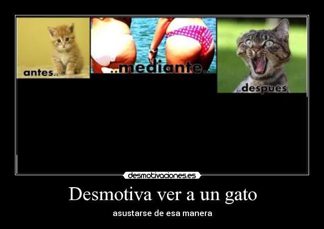 carteles gatoasustado desmotivaciones