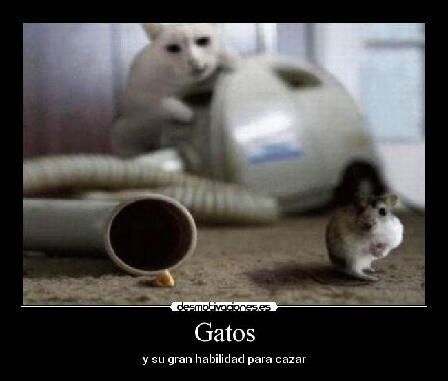 Gatos - y su gran habilidad para cazar