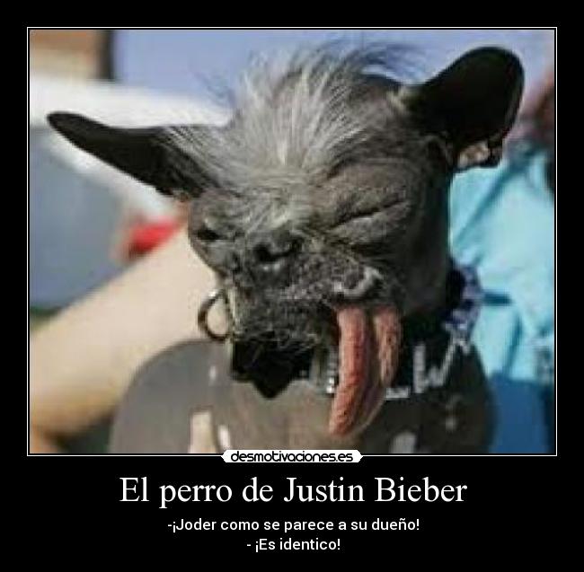 El perro de Justin Bieber - 