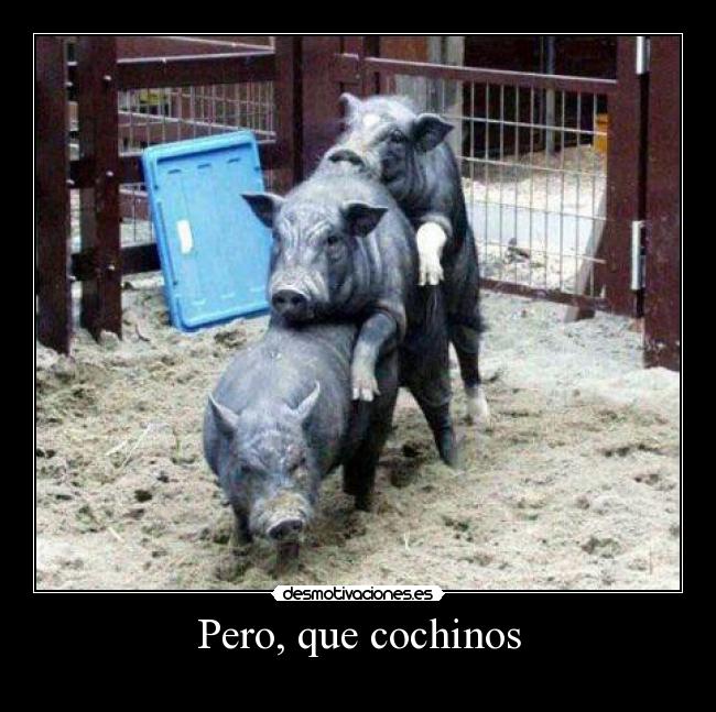Pero, que cochinos -