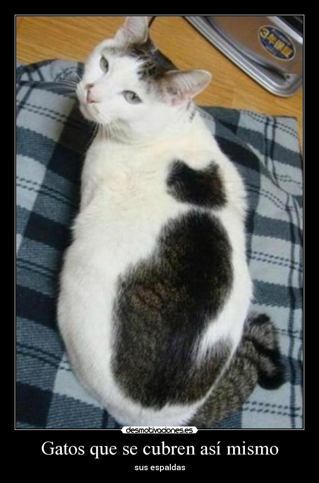 Gatos que se cubren así mismo - 