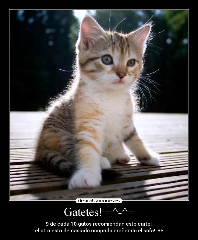 carteles gatos ocupados demasiado sofa cada gatetes desmotivaciones