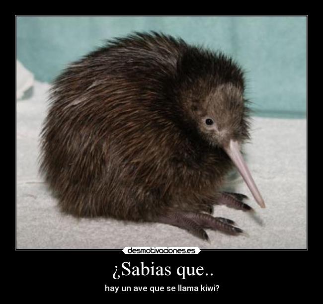¿Sabias que.. - hay un ave que se llama kiwi?