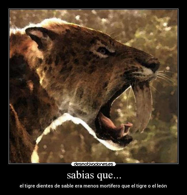sabias que... - 