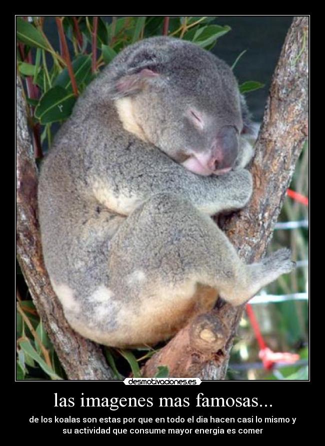 las imagenes mas famosas... - de los koalas son estas por que en todo el dia hacen casi lo mismo y
su actividad que consume mayor energia es comer