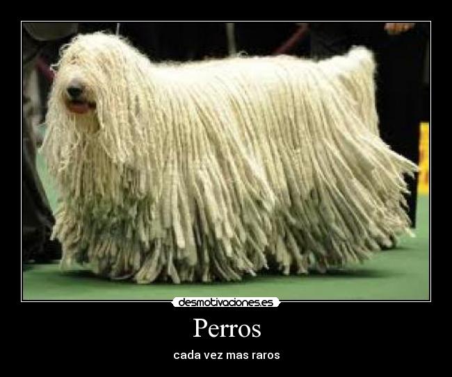 Perros - cada vez mas raros