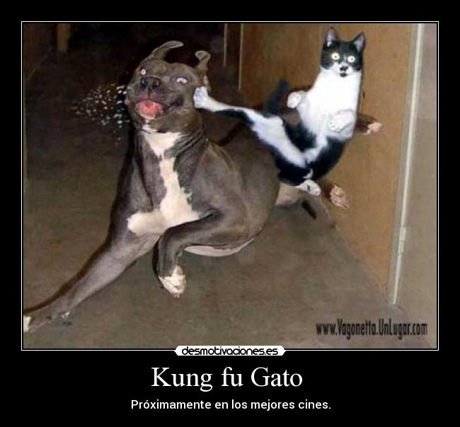 Kung fu Gato  - Próximamente en los mejores cines.