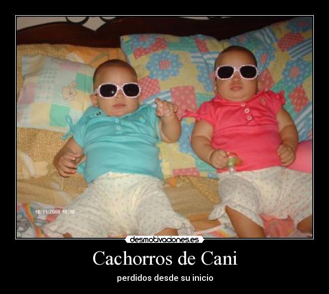 Cachorros de Cani -