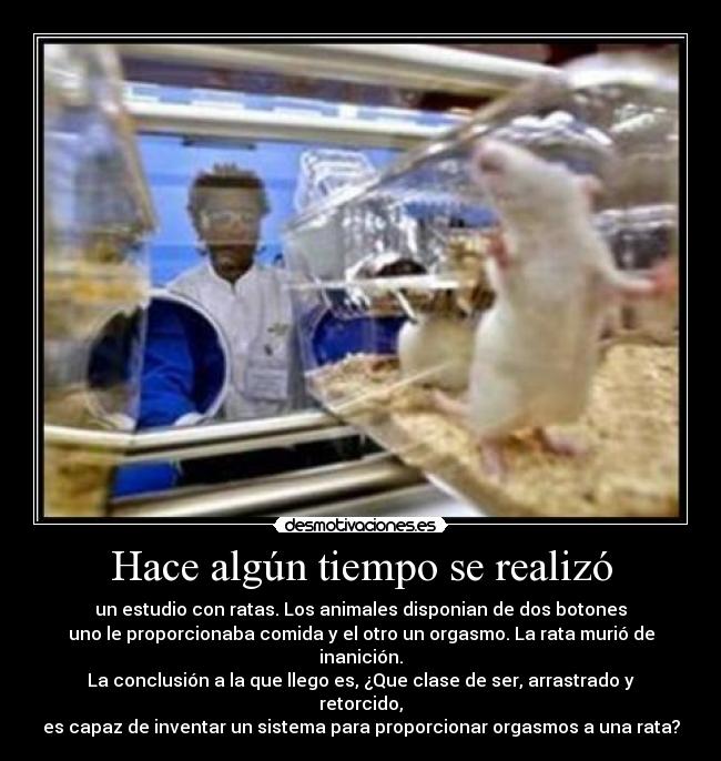 Hace algún tiempo se realizó - un estudio con ratas. Los animales disponian de dos botones
uno le proporcionaba comida y el otro un orgasmo. La rata murió de inanición.
La conclusión a la que llego es, ¿Que clase de ser, arrastrado y retorcido,
es capaz de inventar un sistema para proporcionar orgasmos a una rata?
