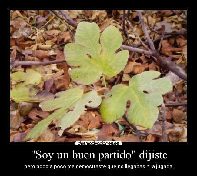 Soy un buen partido dijiste -