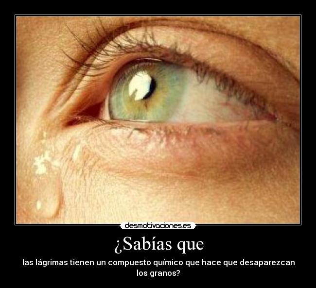 ¿Sabías que - las lágrimas tienen un compuesto químico que hace que desaparezcan los granos?
