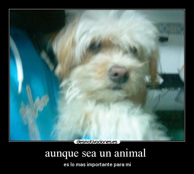 aunque sea un animal - es lo mas importante para mi