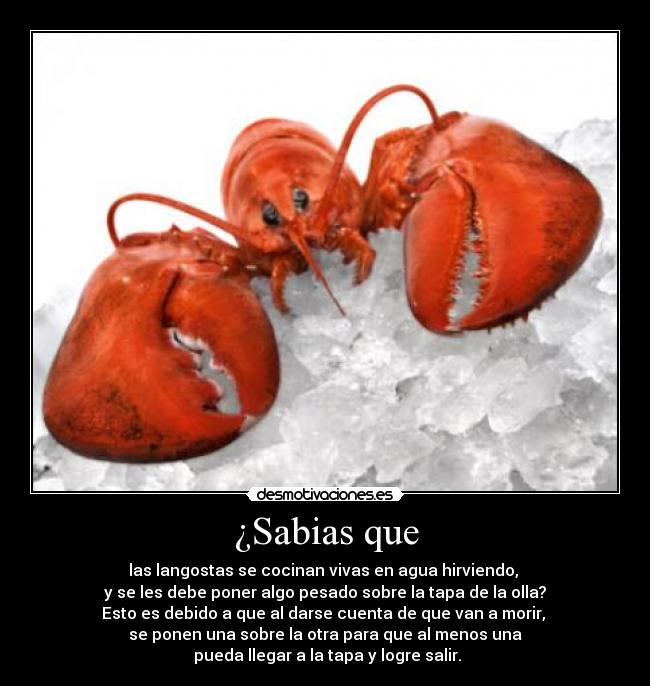 ¿Sabias que - las langostas se cocinan vivas en agua hirviendo,
y se les debe poner algo pesado sobre la tapa de la olla?
Esto es debido a que al darse cuenta de que van a morir,
se ponen una sobre la otra para que al menos una
pueda llegar a la tapa y logre salir.