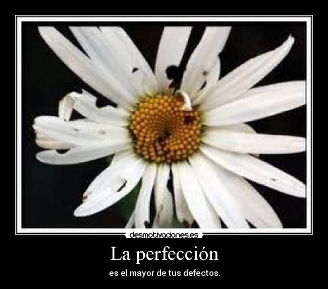 La perfección - es el mayor de tus defectos.