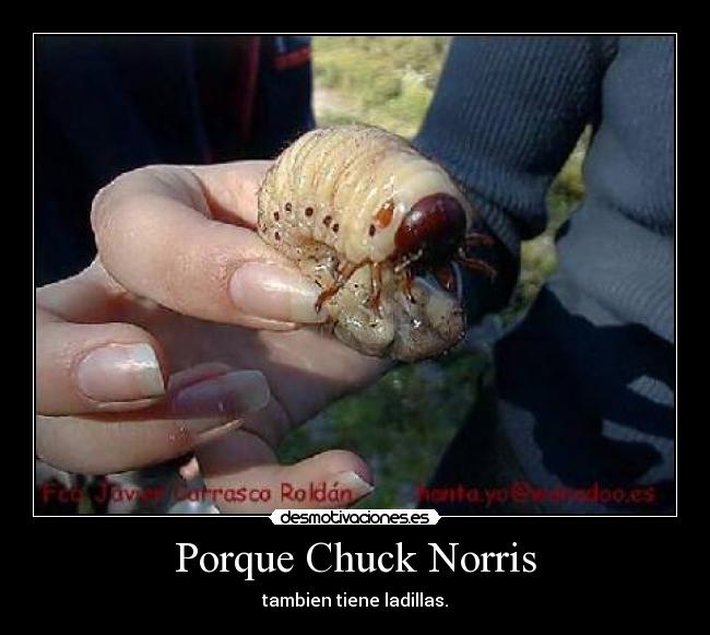 Porque Chuck Norris - tambien tiene ladillas.