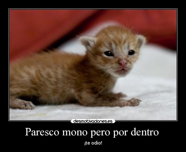 Paresco mono pero por dentro -