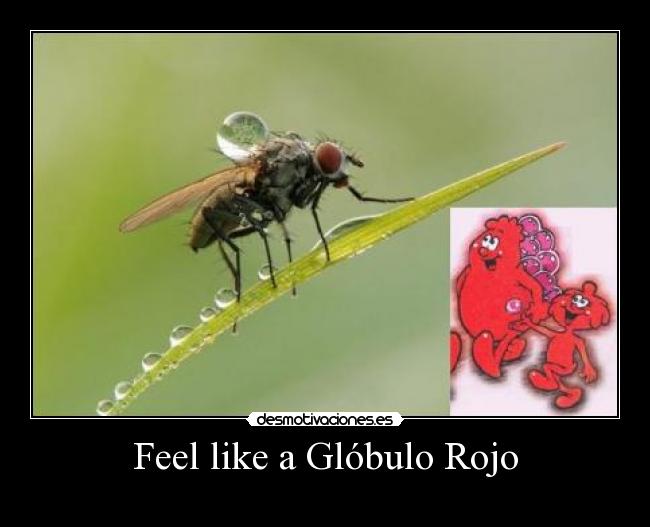 Feel like a Glóbulo Rojo -
