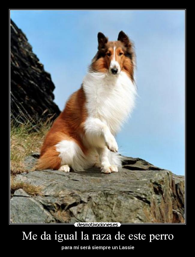 Me da igual la raza de este perro -