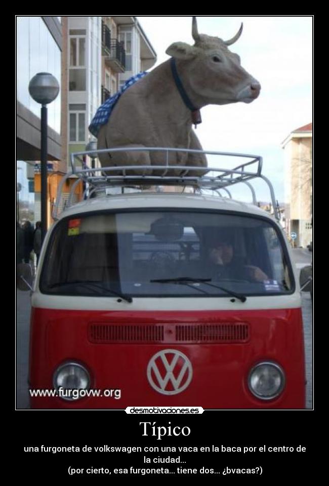 Típico - una furgoneta de volkswagen con una vaca en la baca por el centro de la ciudad...
(por cierto, esa furgoneta... tiene dos... ¿bvacas?)