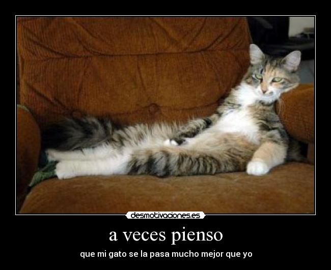 a veces pienso - que mi gato se la pasa mucho mejor que yo