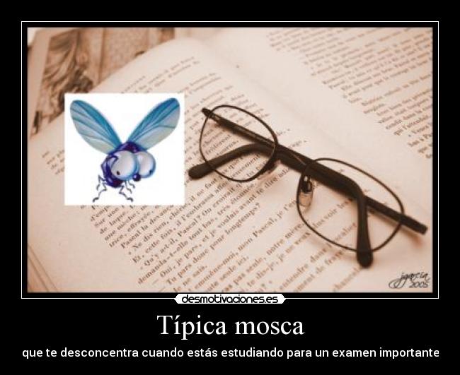 Típica mosca -